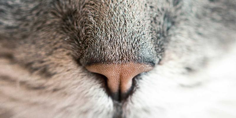 专业摄影服务揭秘：CSK摄影如何运用柔光箱与反光板打造立体感与情绪兼备的商业人像